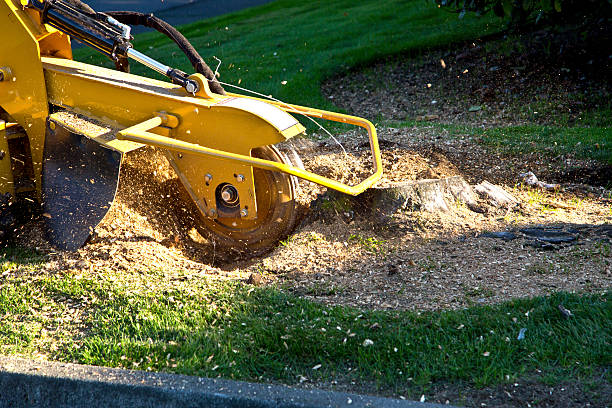 Best Storm Damage Tree Cleanup  in Aberdeen, SD