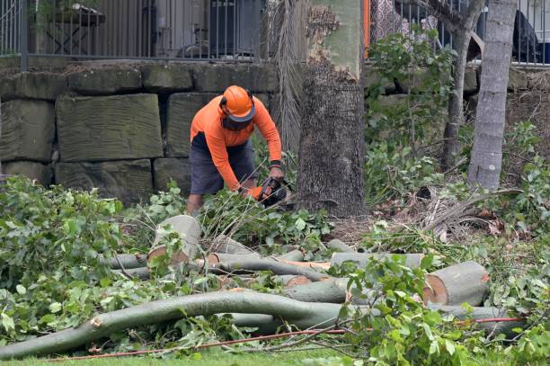 Best Arborist Consultation Services  in Aberdeen, SD