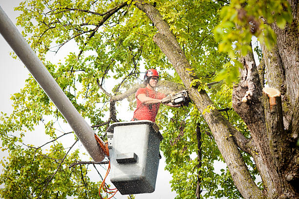 Best Hazardous Tree Removal  in Aberdeen, SD